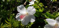 White Hibiscus�